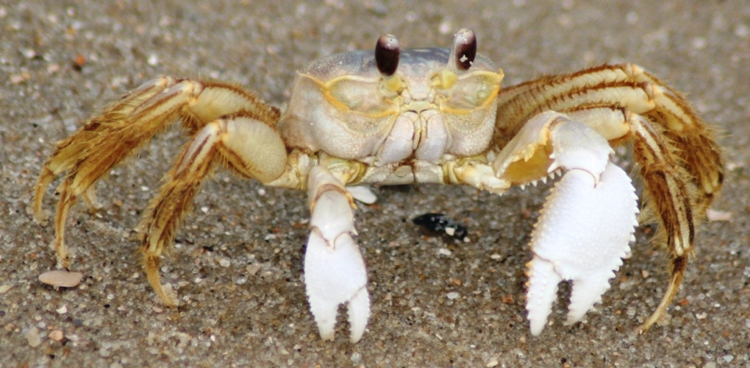 Crustaceans